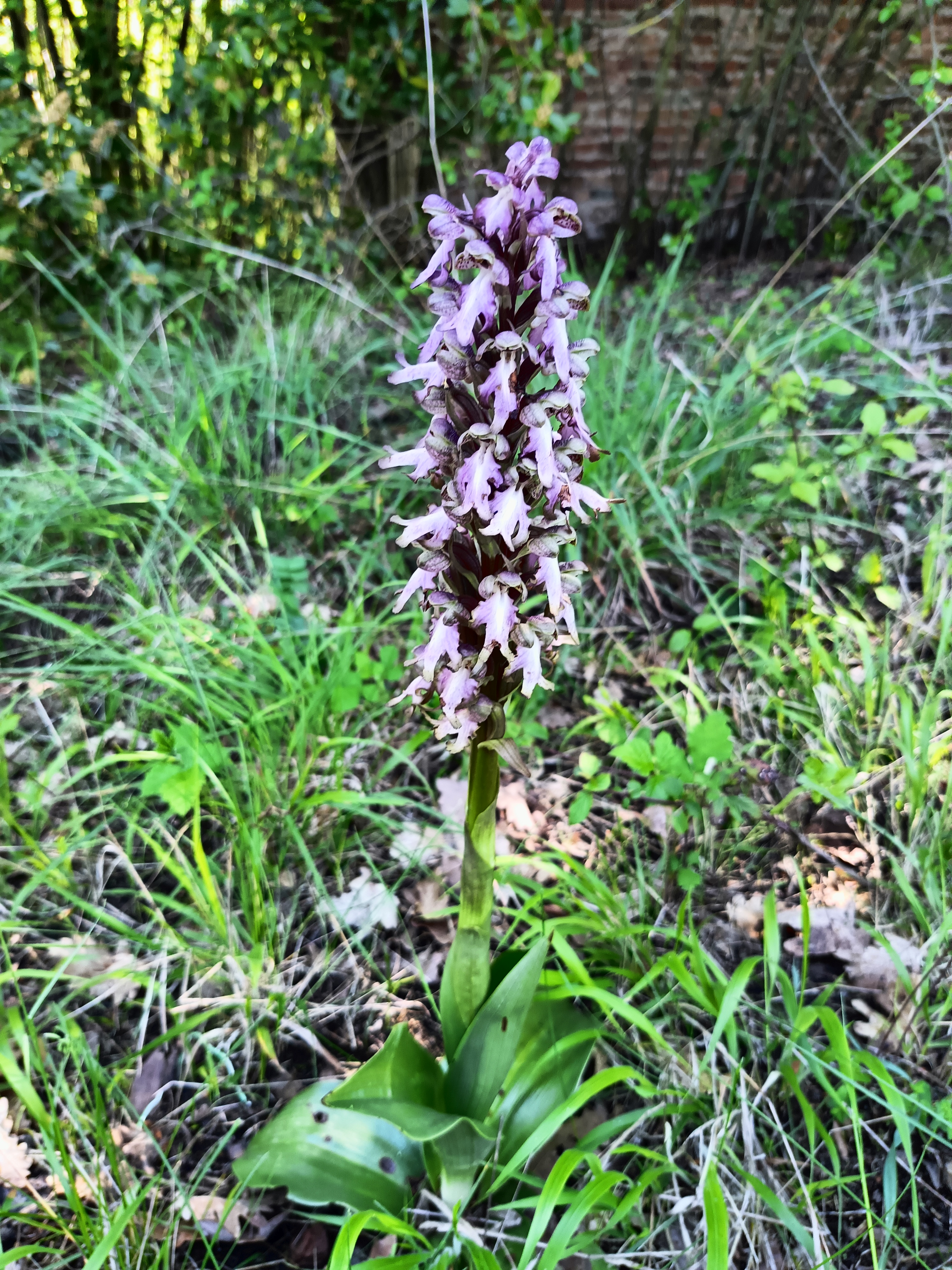 Alla scoperta delle orchidee selvatiche in Val Sarmassa 