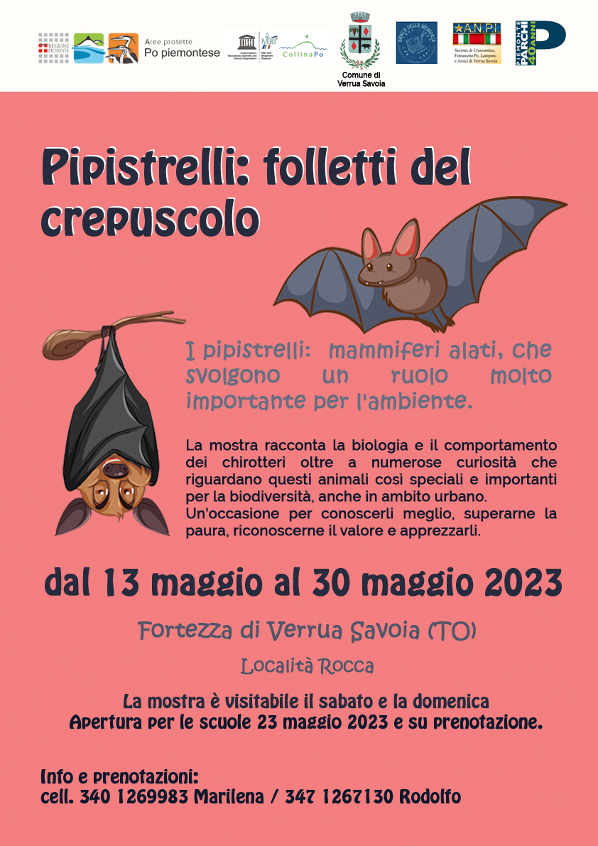 Pipistrelli: folletti del crepuscolo