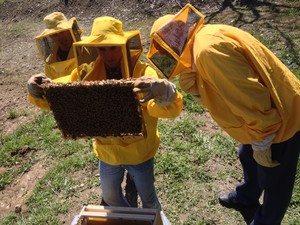 Vita da api:  un pomeriggio in apiario