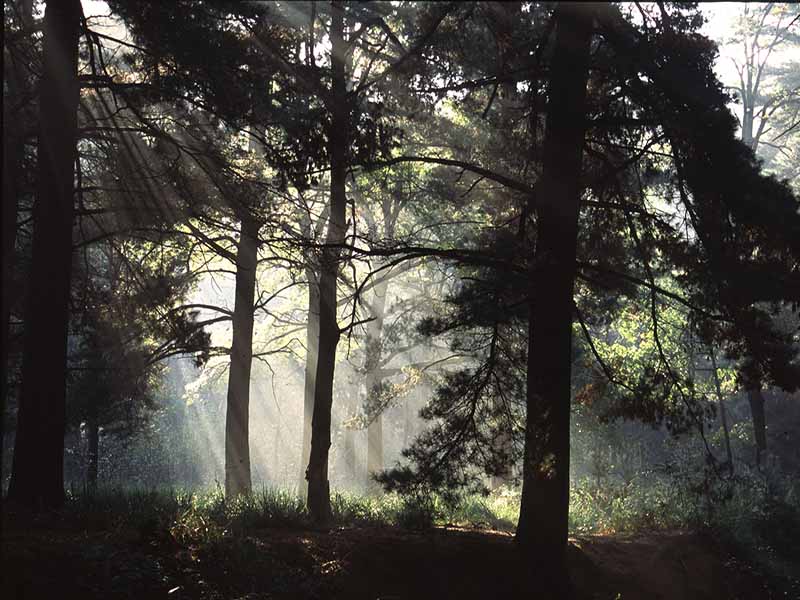 Appuntamenti con i Guardiaparco de La Mandria: Il respiro della foresta