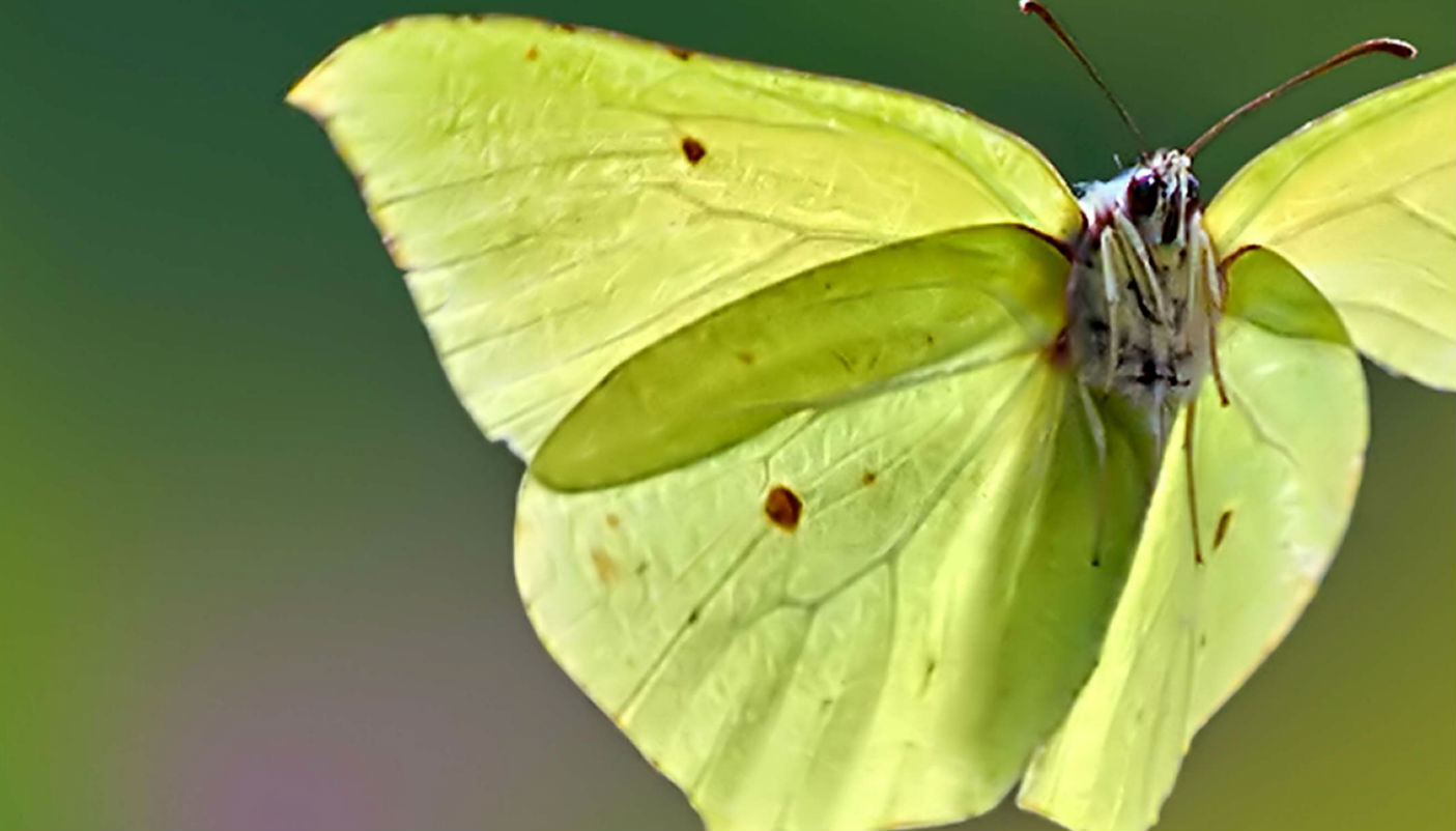 Mostra "Effetto Farfalla: mondi diversi in una sola vita" alla Casa del Fiume