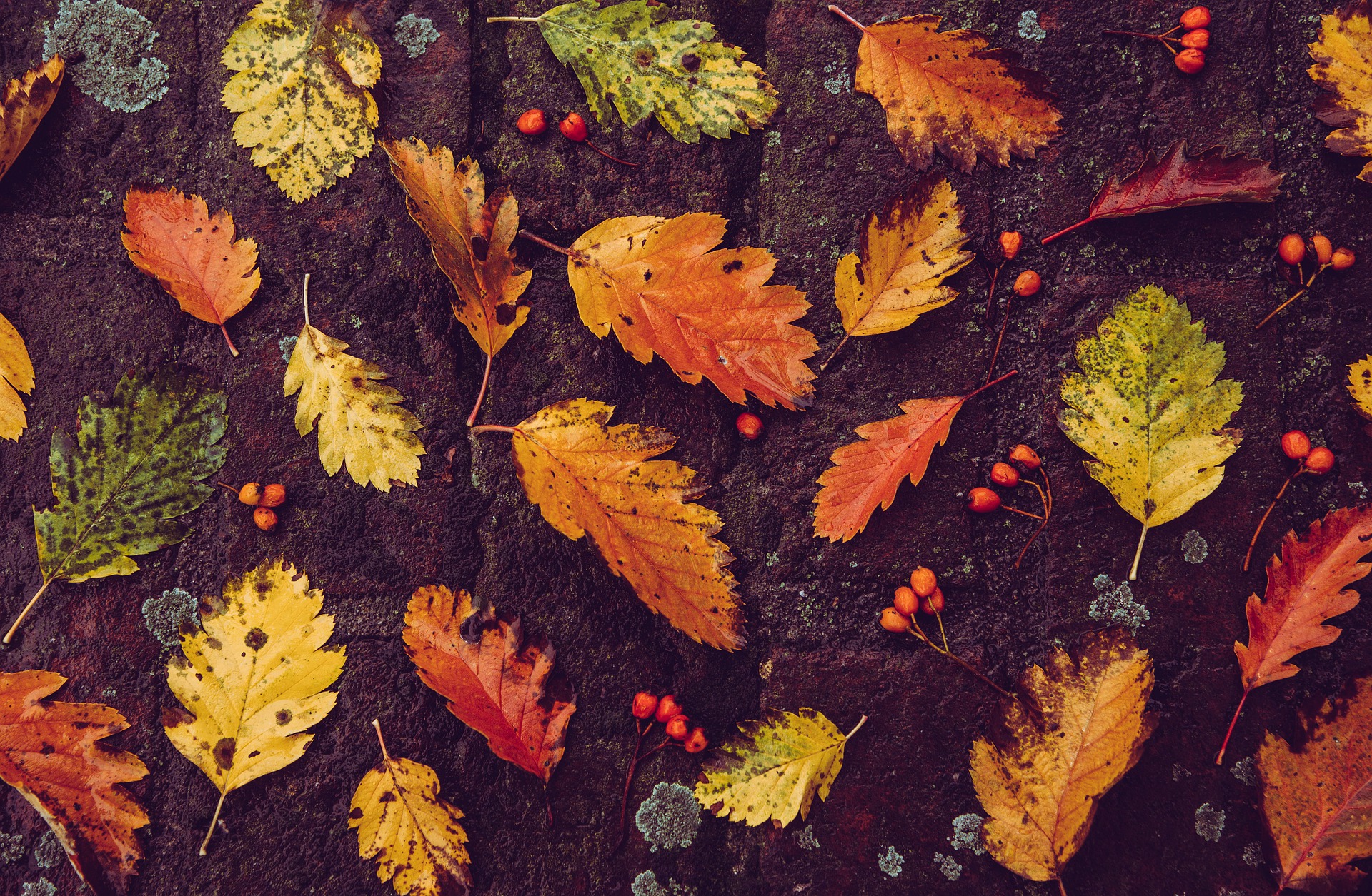 Foliage d'autunno