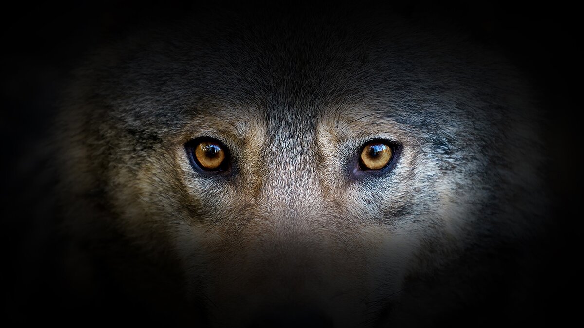 Nella mente del lupo: mostra itinerante del progetto LIFE Wolfalps EU.