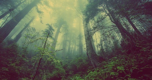 Il respiro del bosco, il respiro dell'uomo