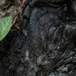 Tronco carbonizzato, pineta del Pampalù | foto R. Faraci