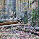 Fig 6 - Foresta di Lom (Bosnia-Erzegovina). Uno degli elementi più evidenti che  differenziano  le foreste vetuste dalle foreste che sono state coltivate dall’uomo è la quantità e la quantità di legno morto. Nelle foreste vetuste bosniache la quantit