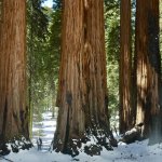 Foto 7 - Sequoia & Kings Canyon National Park (USA). La conservazione delle foreste vetuste e monumentali sono state una delle motivazioni principali dell’istituzione dei primi Parchi nazionali negli USA e sono state alla base della costituzione dei 