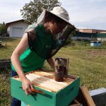 Elisa mentre cura l'apiario - Foto p.g.c. IMG