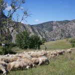 Pecore al pascolo in Val Borbera