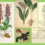 conografia botanica : come Orchis longibracteata J.B.Barla, Flore illustrée de Nice et des Alpes-Maritimes, iconographie des orchidées. 1868.  M. Hart - Smith, 