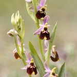 Ophrys fuciflora | Foto R. Casse