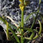 Chamorchis alpina | Foto R. Casse