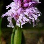 Orchis tridentata | Foto R. Casse