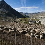 Pecore nel recinto (Foto L. Giunti)