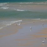 Spiaggia a Ilha Deserta con gabbiani (foto L. Giunti)