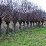 Alberi di salice in Piemonte (Foto C. Gromis di Trana) 