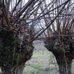Alberi di salice in Piemonte (Foto C. Gromis di Trana) 