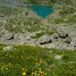 Fioritura di arnica sopra il Lago Chiaretto 