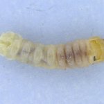 Larva di Anoplophora chinensis | Foto Settore Fitosanitario Regione Piemonte
