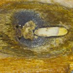 Uova e larva morta di Anoplophora chinensis | Foto Settore Fitosanitario Regione Piemonte