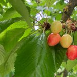 La trasformazione dei frutti del ciliegio. Foto - C. Gromis