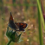 La farfalla che abita le zone coltivate della Danimarca, un estratto dal film 