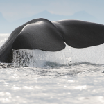Grandi spazi incontaminati offrono alle balene un ecosistema favorevole - Foto M. Bril da www.nordnorge.com