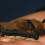 Pipistrellus kuhlii, o pipistrello albolimbato, è uno dei più comuni frequentatori delle case - Foto L. Ancillotto, fonte Wikimedia Commons
