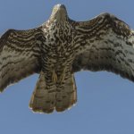 Falco in volo (Foto M. Giordano)
