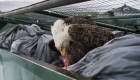 Aquila di mare testabianca tra i bidoni della spazzatura di un supermercato di Dutch Harbor, a Unalaska, Stati Uniti