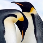 Famiglia di pinguino imperatore