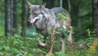 Femmina di lupo sorpresa nel bosco 