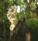 Bambini mentre osservano un camaleonte gigante in Madagascar