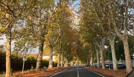 Il viale di platani che conduce all'ingresso del parco naturale della Mandria 