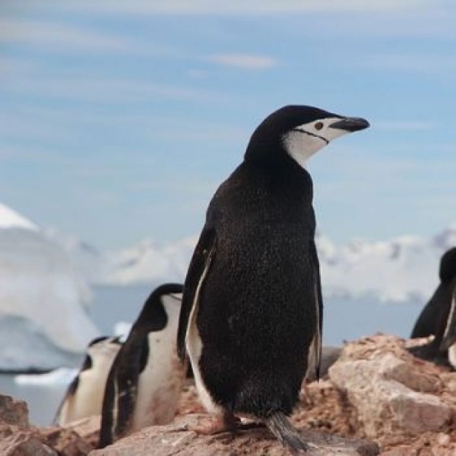 Biodiversità in Antartide, l&#039;Italia studia due specie ittiche