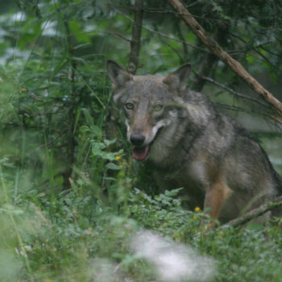Un lupo tra la vegetazione Dante Alpe/CeDrap