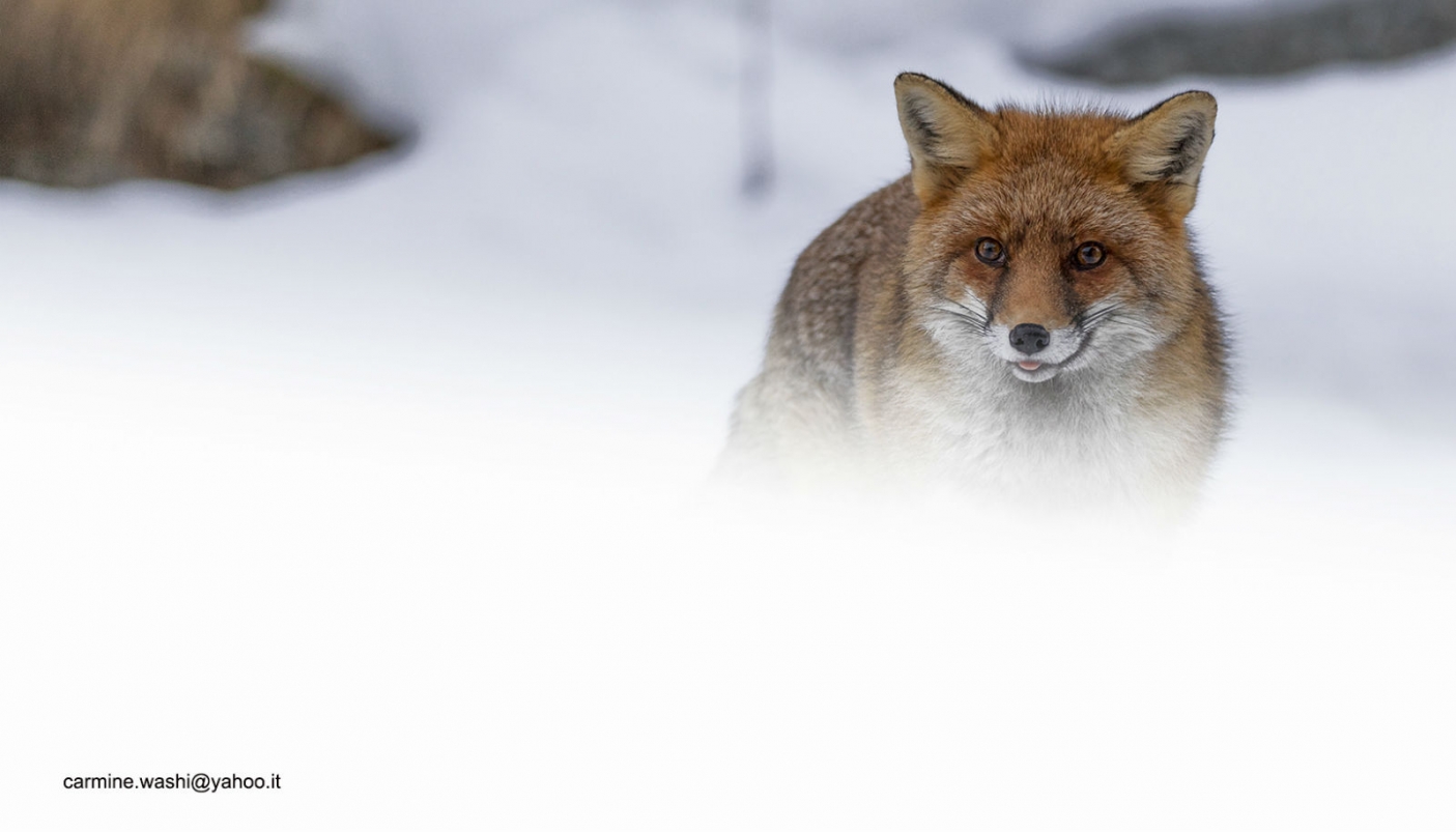 Volpe rossa - Vulpes vulpes - Renard roux - Red fox 