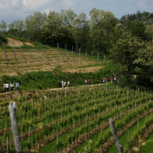 Gattinara, vigne (foto: Sesia val Grande Global Geopark)
