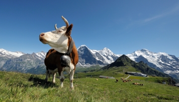 Svizzera dalle alte vette, la transizione ecologica è già qui