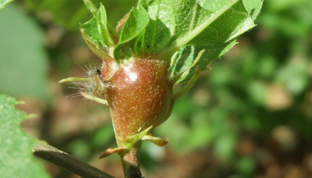 Castanea Dryocosmus (foto di  Andreas Rockstein, Oftersheim, Baden-Württemberg, Germania, CC licensing)