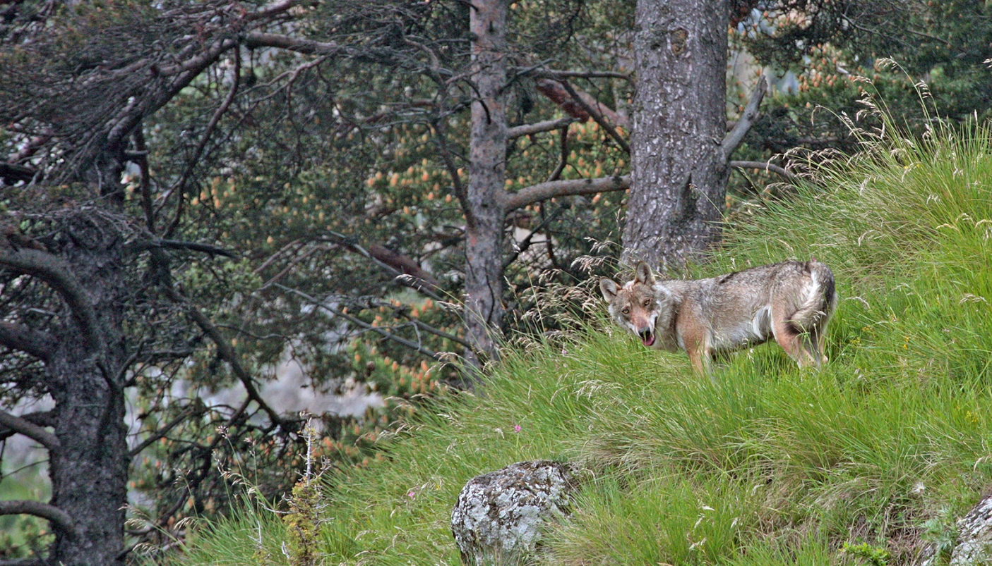 Femmina di lupo nel periodo di allattamento dei cuccioli Foto: Dante Alpe