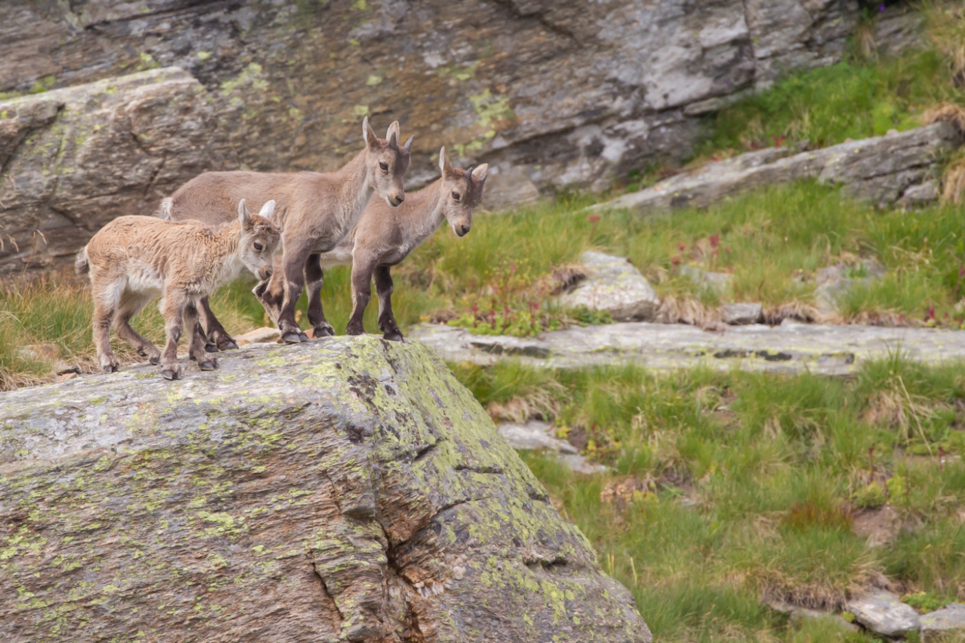Piccoli di stambecco - Capra ibex 