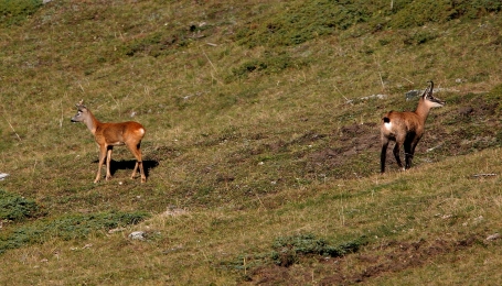 Camoscio e capriolo  