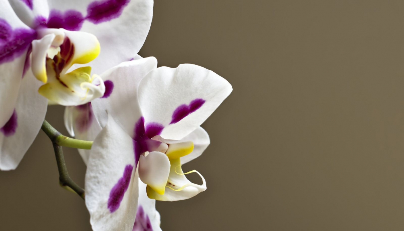 Volontari per le orchidee (e non solo) all’Orto Botanico di Torino