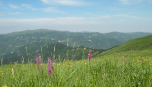  Panorama, orchidee SIC Le Torraie - Monte Lesima (loc. vetta Lesima) - foto Emanuela Piaggi