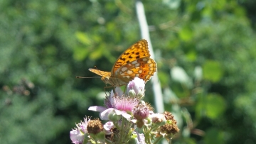 Le farfalle del Parco naturale del Ticino
