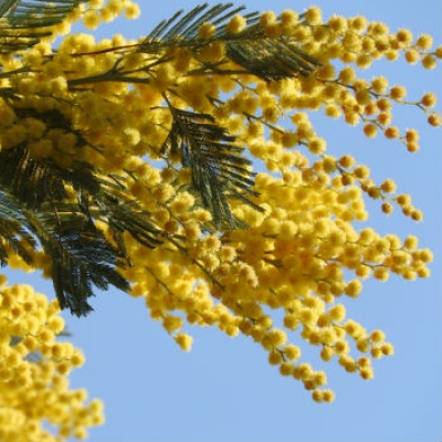 Acacia dealbata, chiamata impropriamente &quot;mimosa&quot;  Loredana Matonti