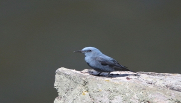 Passero solitario (Monticola solitarius) 