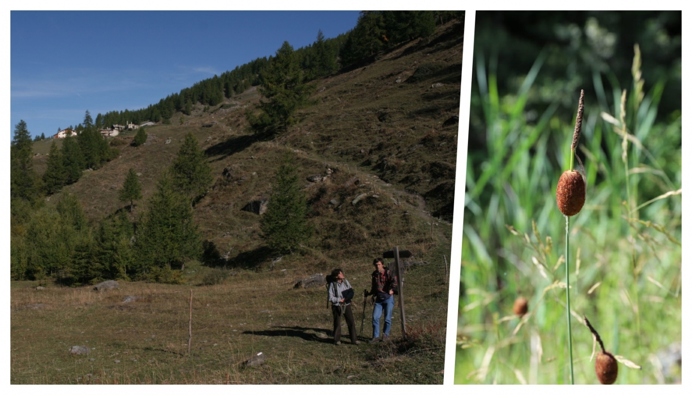 A sinistra, escursione sulle Alpi Marittime (foto CeDrap); a destra, Lisca minore (foto B. Gallino) 