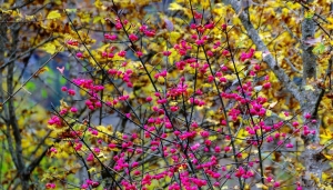 La fusaggine o &quot;berretta del Prete&quot;, una delle piante che si possono adottare o regalare ad un parco lombardo sul sito WOWnature - Foto Pixabay
